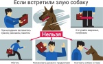 Как вести себя с собакой без владельца.