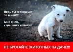 Не оставляйте животных на дачах!!! Равнодушие может стоить им жизни