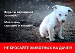 Не оставляйте животных на дачах!!! Равнодушие может стоить им жизни