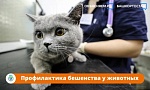 ПРОФИЛАКТИКА БЕШЕНСТВА У ЖИВОТНЫХ!!!!