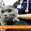 ПРОФИЛАКТИКА БЕШЕНСТВА У ЖИВОТНЫХ!!!!