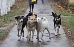 🐕‍🦺 Собаки без владельца на улице: как избежать конфликта? 🚷