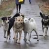 🐕‍🦺 Собаки без владельца на улице: как избежать конфликта? 🚷